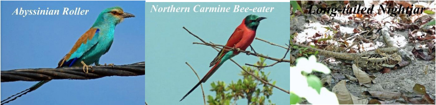 Abyssinian Roller, Northern Carmine Bee-eater, Long tuiled Nightjar
